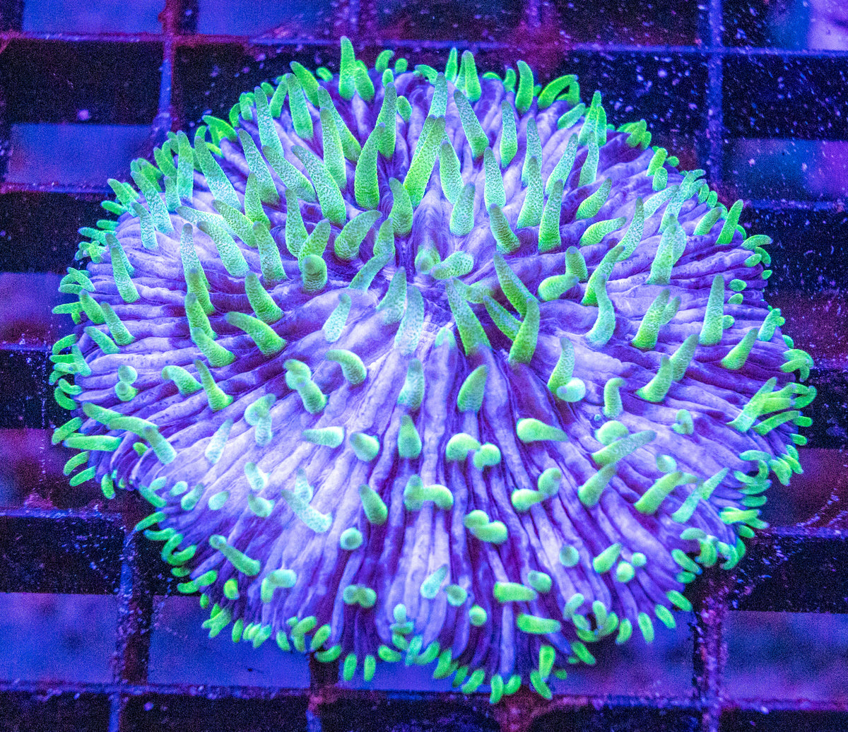 Fungia