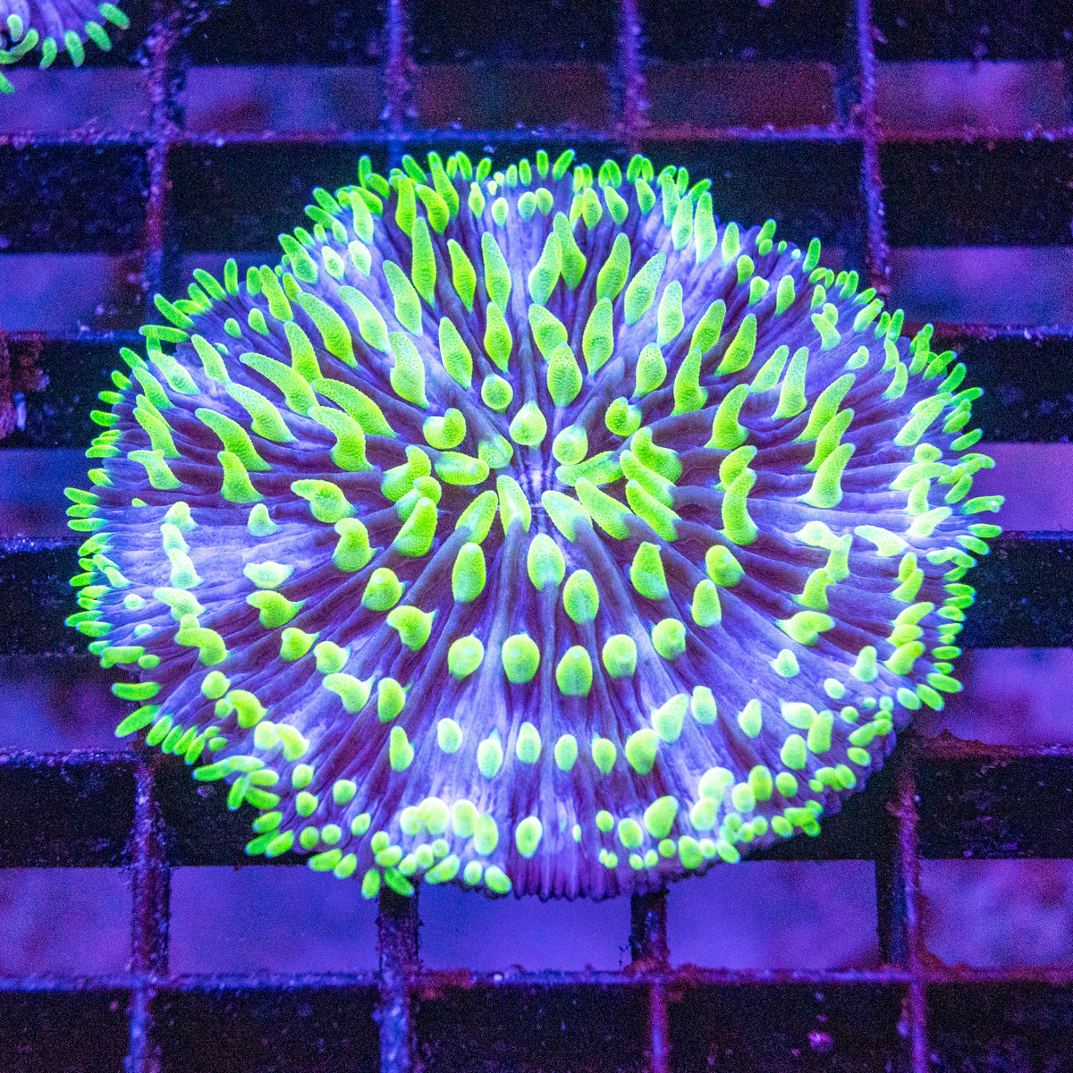 Fungia