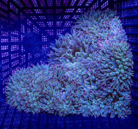 Green Bubble Tip Anemone