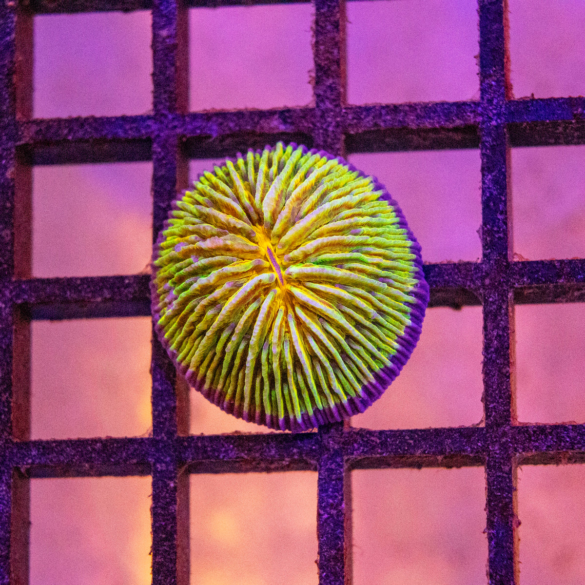 Fungia