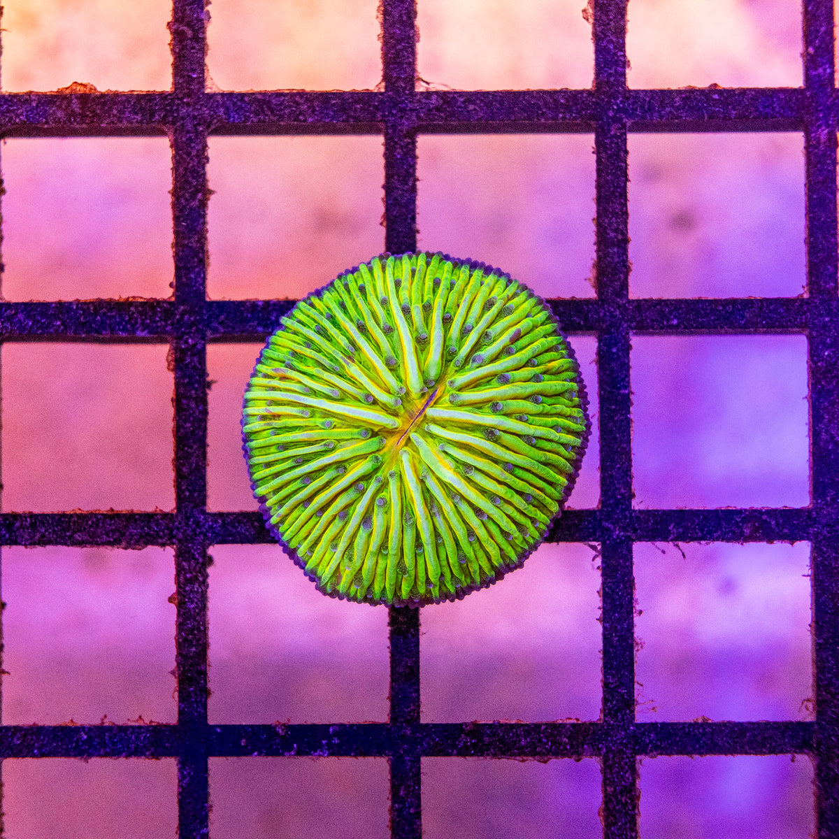 Fungia