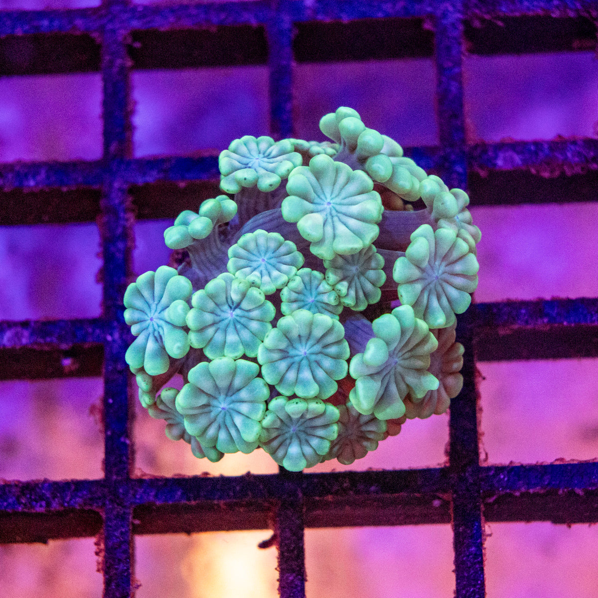 Alveopora