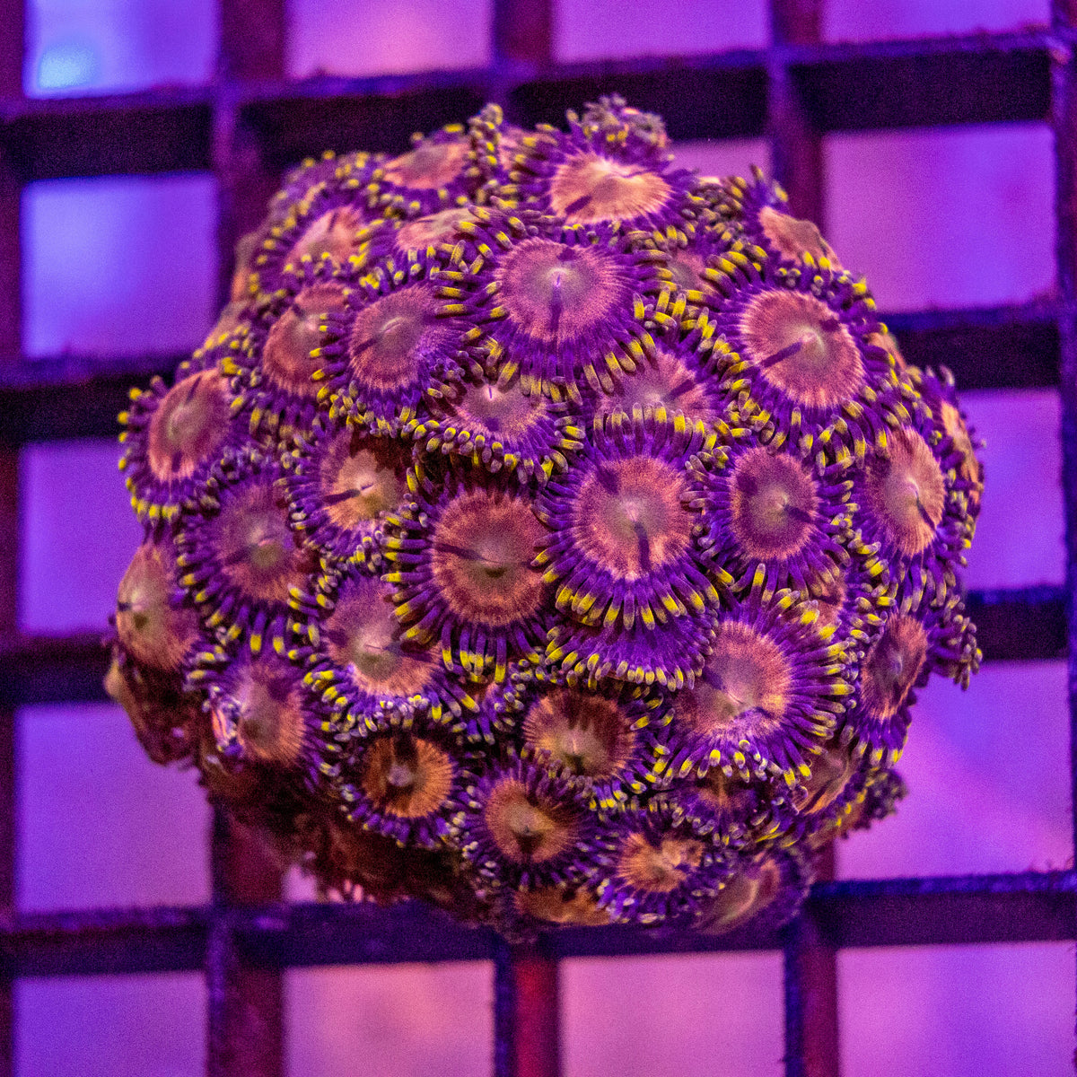 Zoanthid