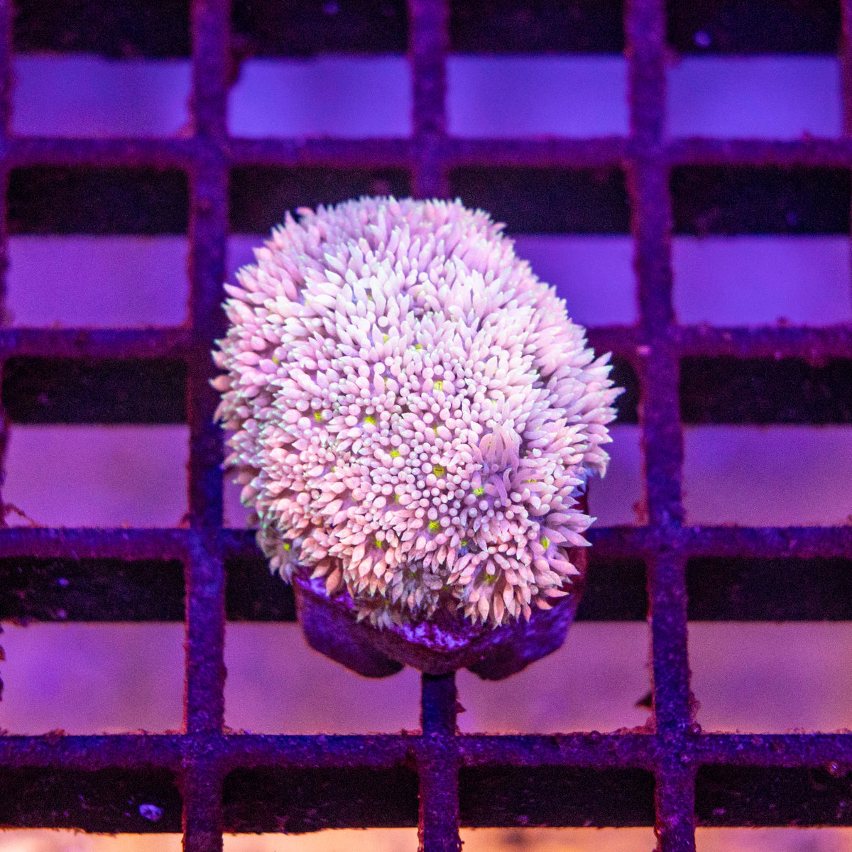 Goniopora