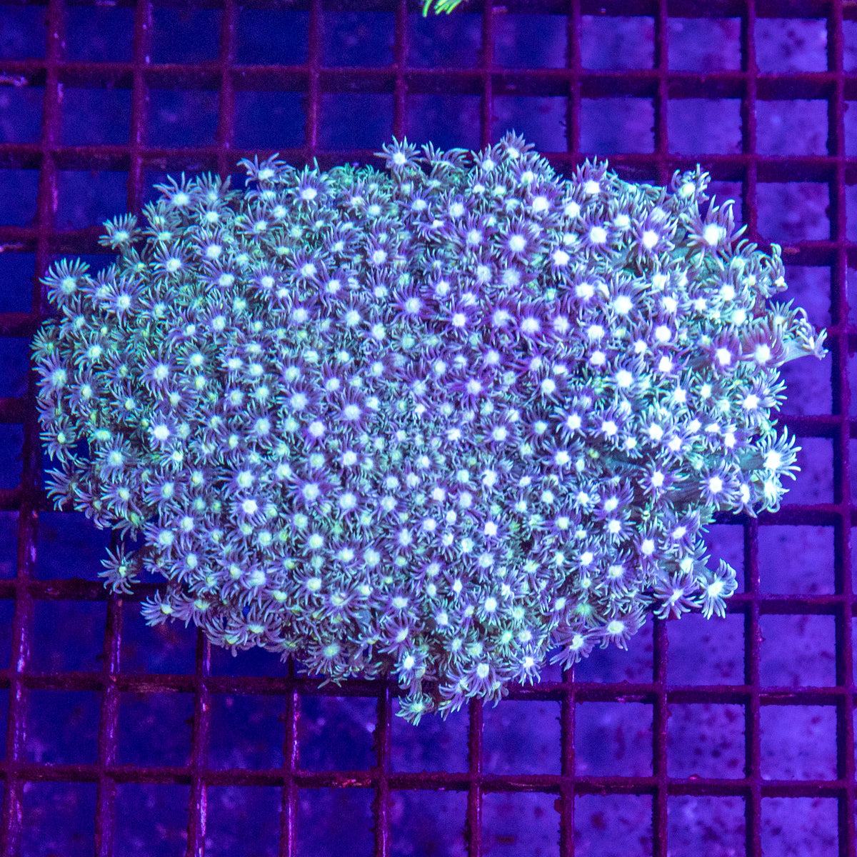 Goniopora