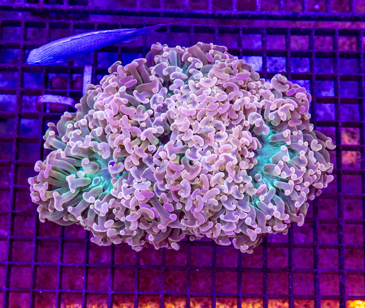 Hammer