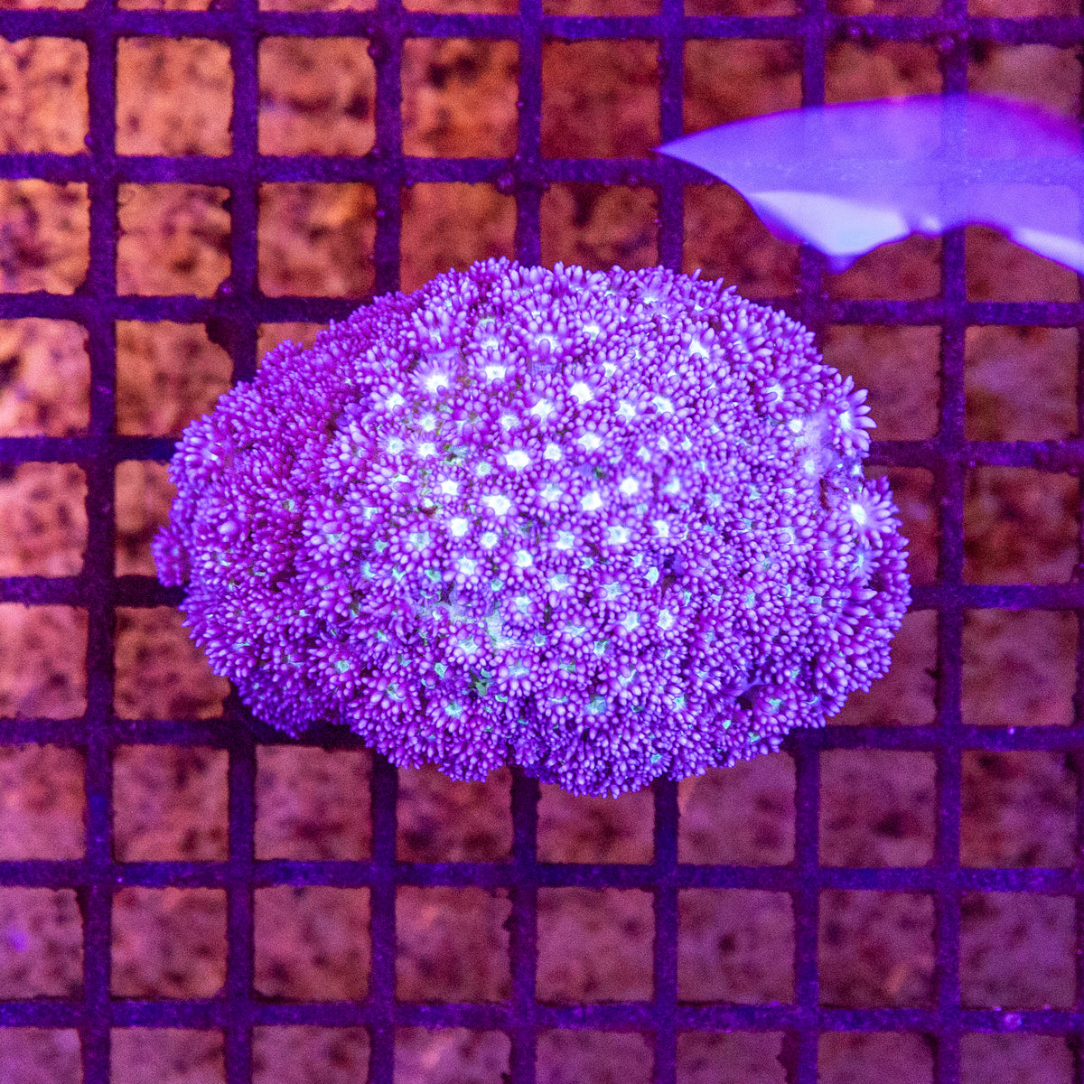 Goniopora