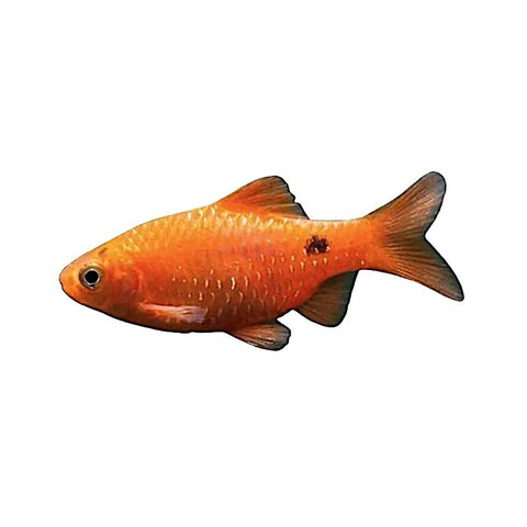 Chilli Red Rosy Barb