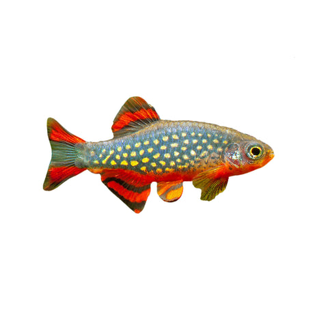 Celestial Pearl Danio