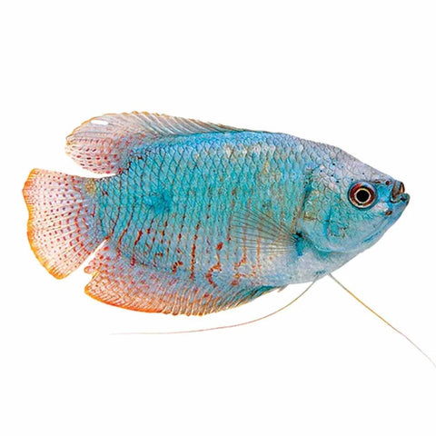 Coral Blue Dwarf Gourami