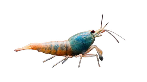 Blue Steel Orange Shrimp
