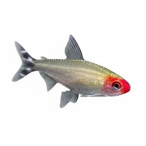 Rummynose Tetra