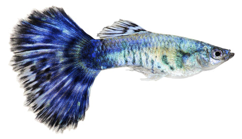 Guppy