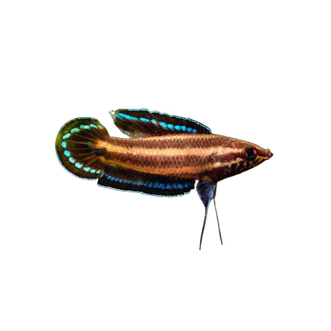 Licorice Gourami