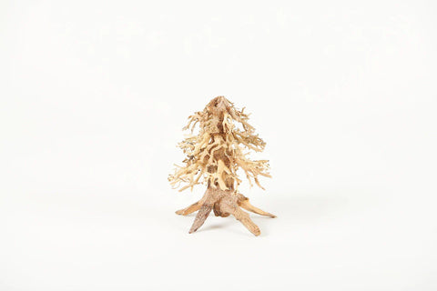 Golden Tree Bonsai