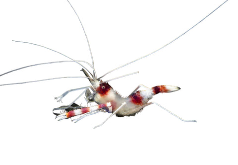 Coral Banded Shrimp