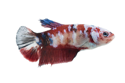 Female Koi Beta