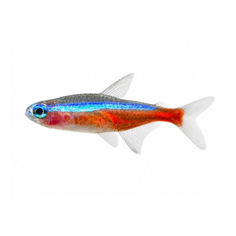 Cardinal Tetra