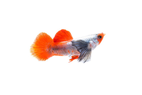 Dumbo Ear Santa Claus Guppy