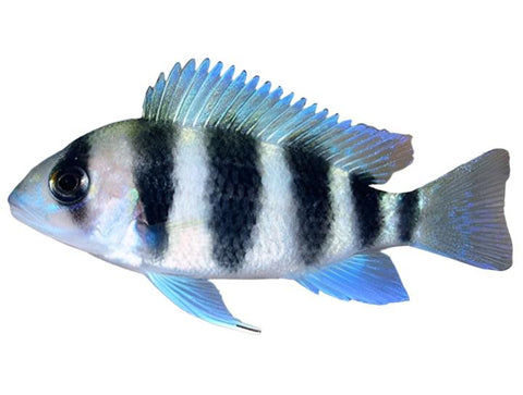 Frontosa Burundi Cichlid