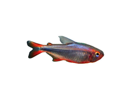 Blueberry Tetra