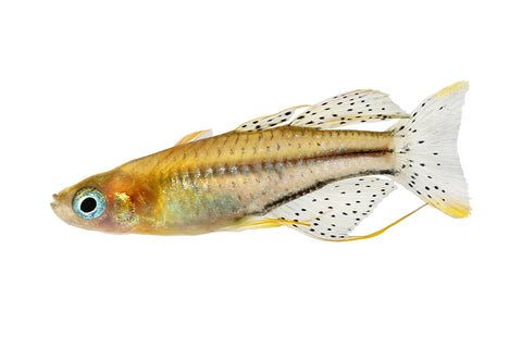 Spotted Blue-eye
