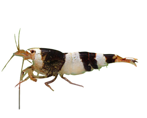 Crystal Black Shrimp