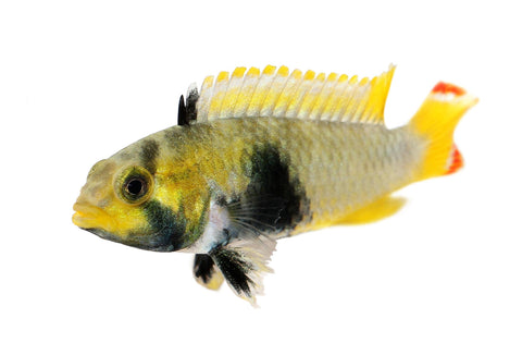 Apistogramma Panduro (Pairs)
