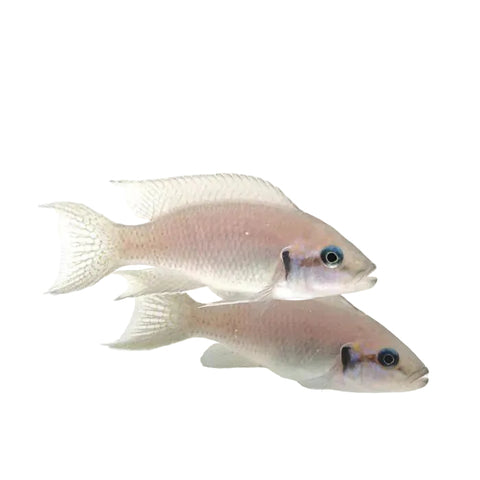 Albino Princess Cichlid