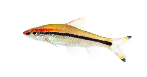 Torpedo Barb