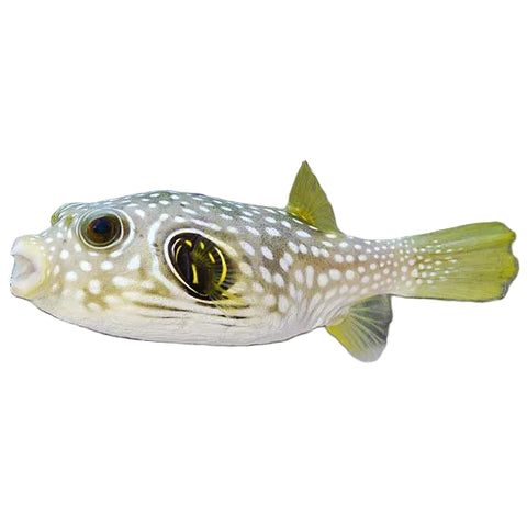 Pufferfish apex aquatics melbourne australia