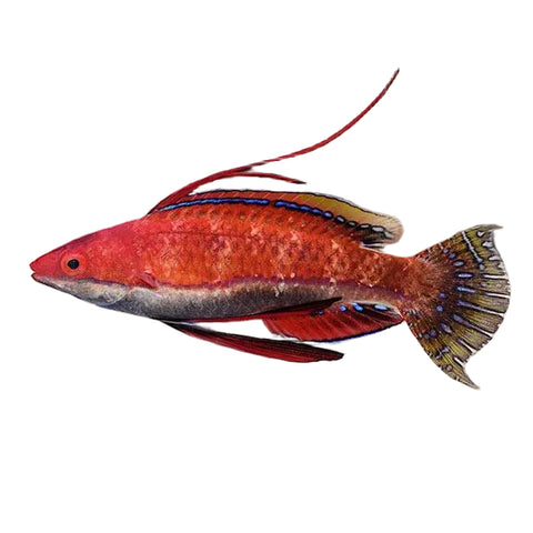 Longfin Ruby Wrasse