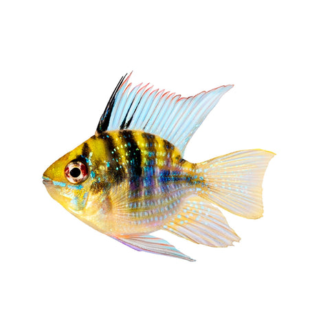 Longfin Balloon Ram