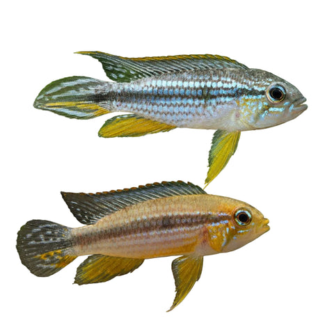 Apistogramma Tefe Pearl (Pairs)