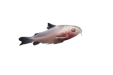 Albino Pygmy Corydora - Apex AquaticAlbino Pygmy Corydora