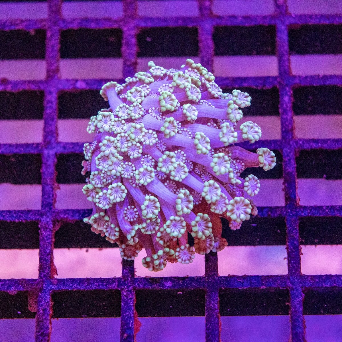 Alveopora - Apex AquaticAlveopora