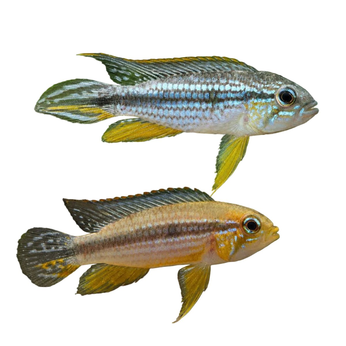 Apistogramma Tefe Pearl (Pairs) - Apex AquaticApistogramma Tefe Pearl (Pairs)