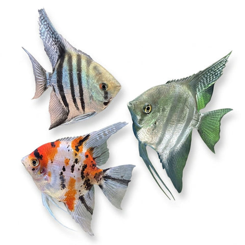Assorted Angelfish - Apex AquaticAssorted Angelfish