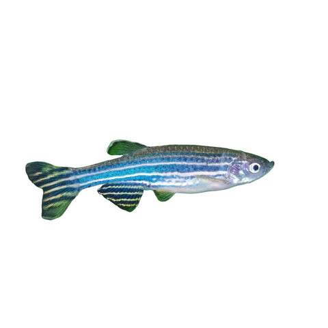 Assorted Danio - Apex AquaticAssorted Danio