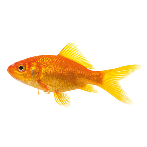 Comet Goldfish