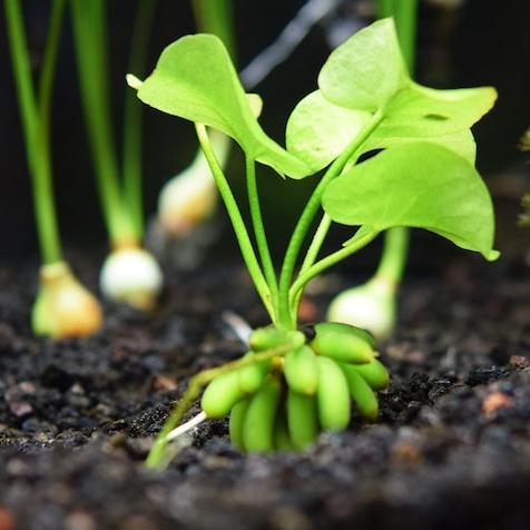 Banana Lily bulbs - Apex AquaticBanana Lily bulbs
