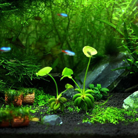 Banana Lily Pads - Apex AquaticBanana Lily Pads