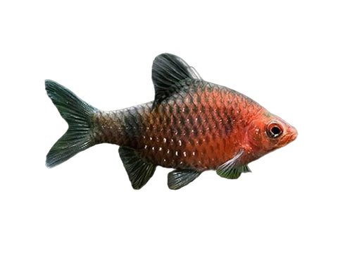 Black Ruby Barb