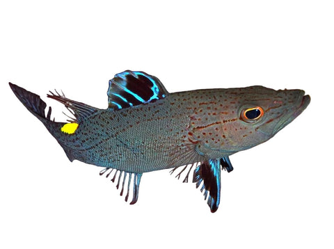 Blue Arrowhead Soapfish - Apex AquaticBlue Arrowhead Soapfish