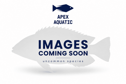Blue Snakeskin Guppy (Pair) - Apex AquaticBlue Snakeskin Guppy (Pair)