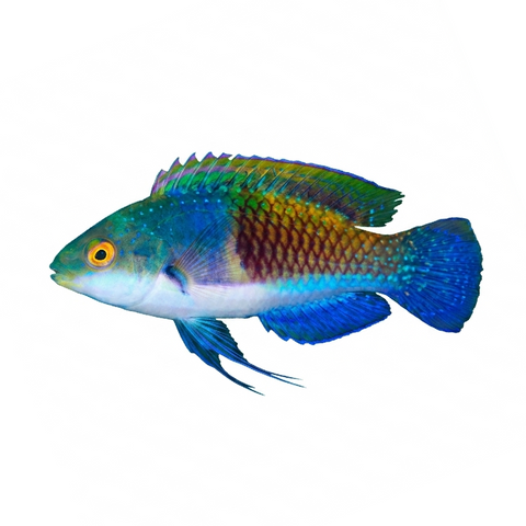 Blueside Fairy Wrasse