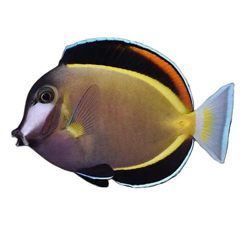 Brown Powder Tang - Apex AquaticBrown Powder Tang