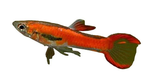 Chilli Endler Guppy - Apex AquaticChilli Endler Guppy