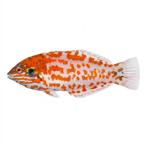 Choat's Red Leopard Wrasse