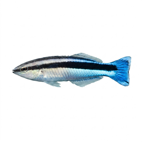 Cleaner wrasse